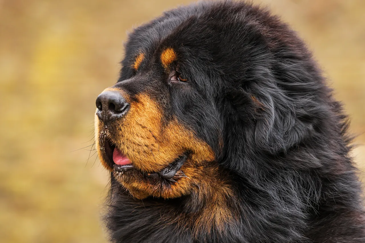 Tibetan Mastiff close up