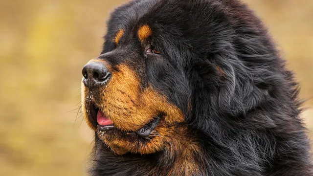 Tibetan Mastiff close-up