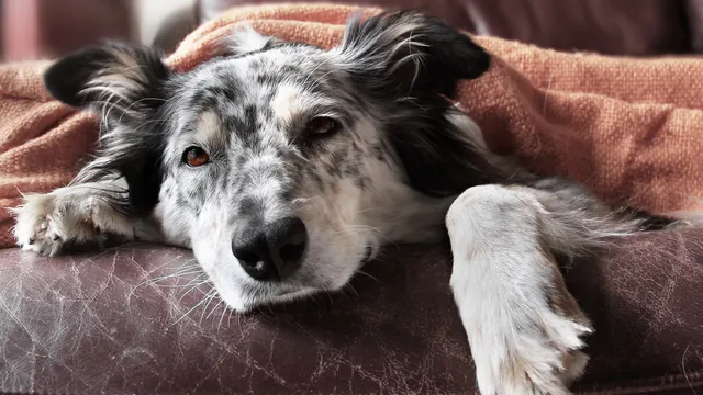 Border Collie under blanket