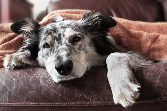 Border Collie under blanket