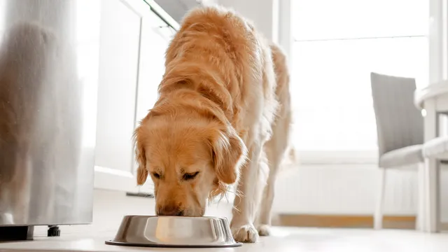 Golden Retriever eating from a metal bowl