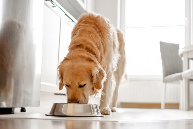 Golden Retriever eating from a metal bowl