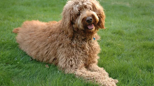 Groodle dog lying on grass
