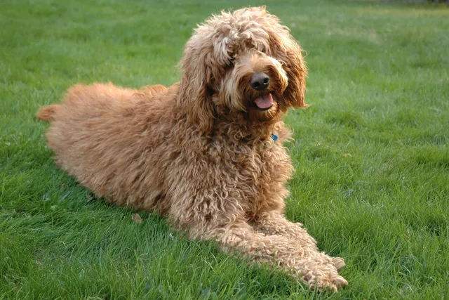 Groodle dog lying on grass