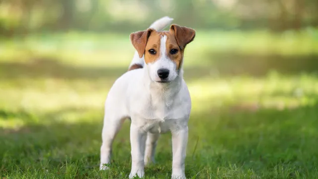Young Jack Russell dog standing on grass