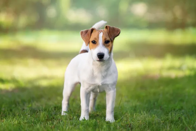 Young Jack Russell dog standing on grass