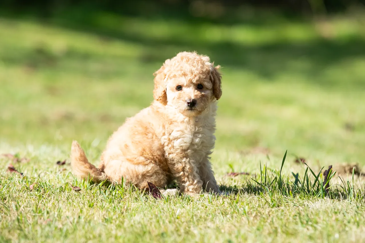 Miniature Poodle puppy sitting on grass