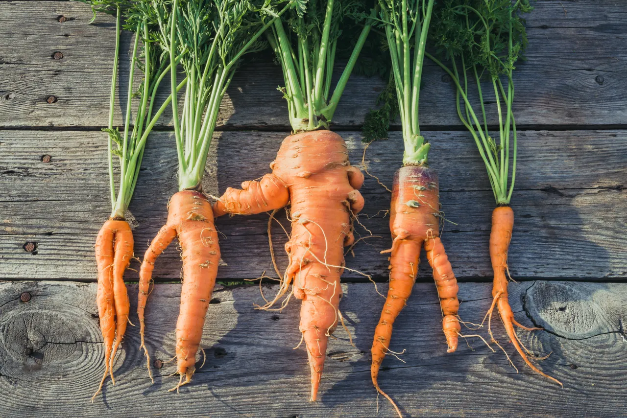 Ugly carrots