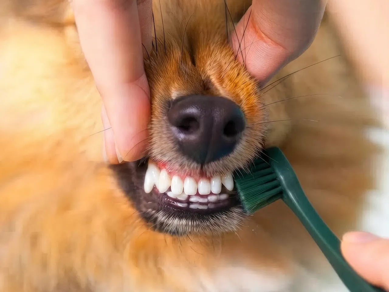 Dog getting their teeth cleaned with a toothbrush