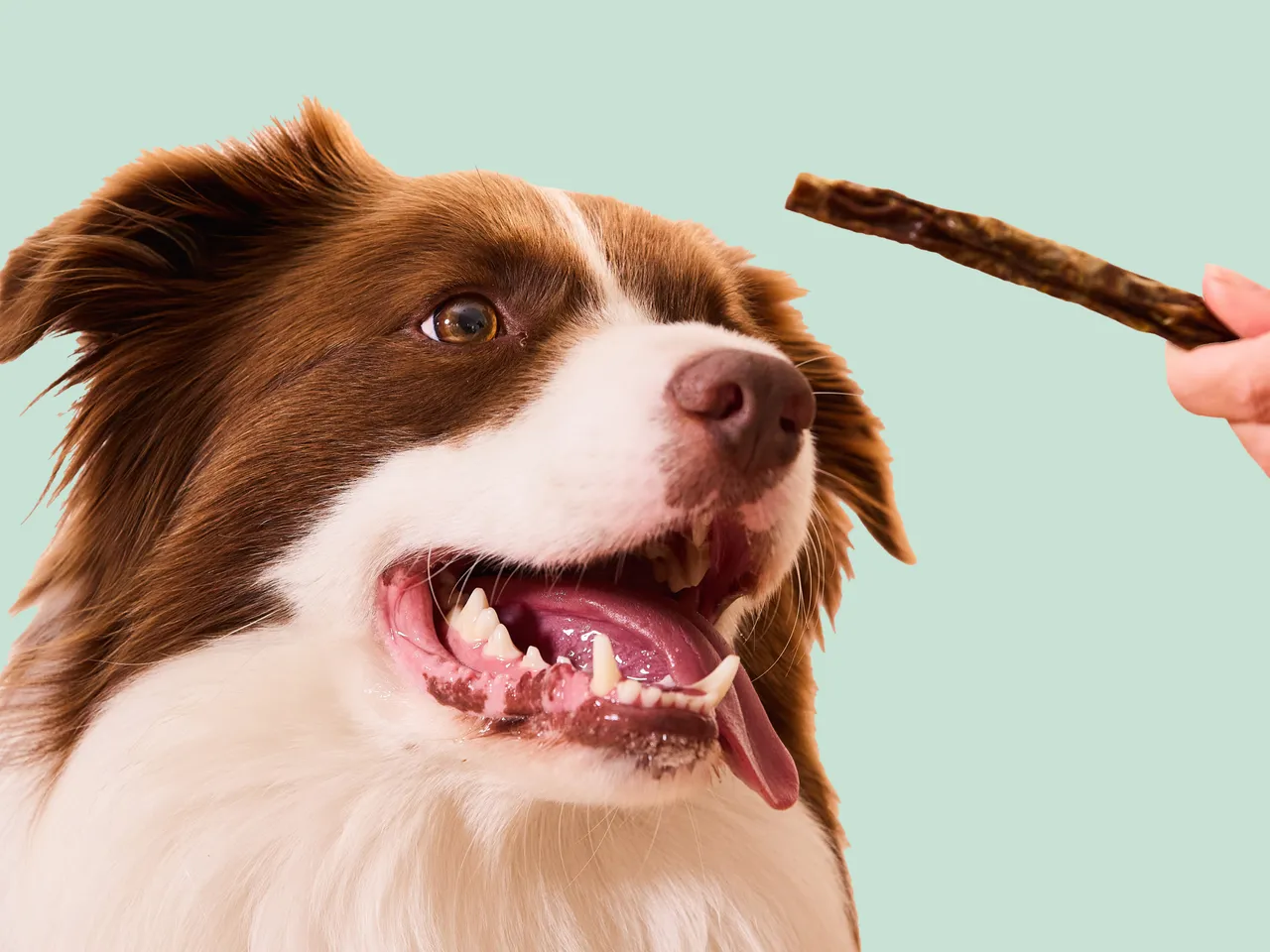 Border Collie with Lyka's Turkey Dental Jerky