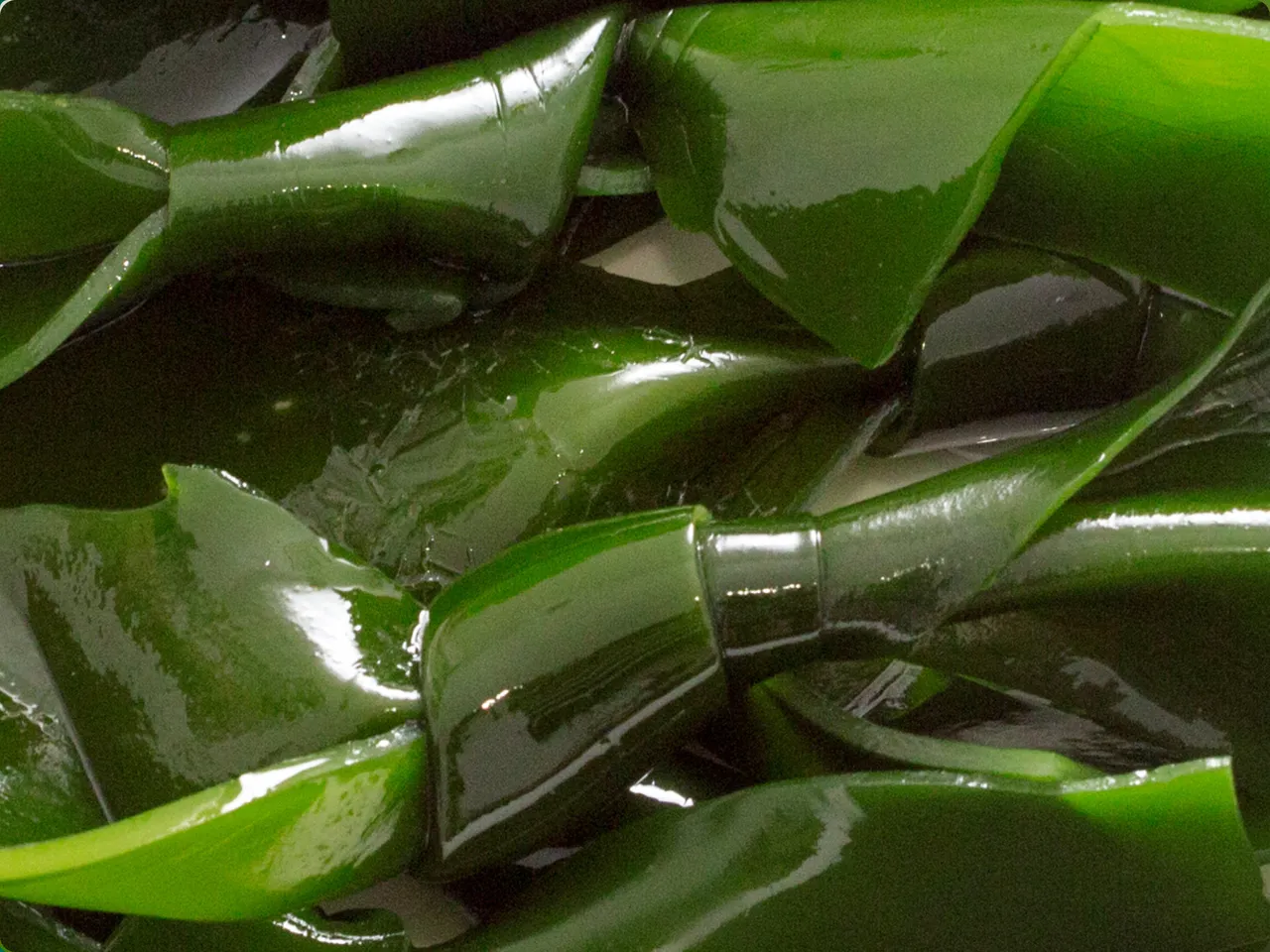 Kelp Ascophyllum Nodosum