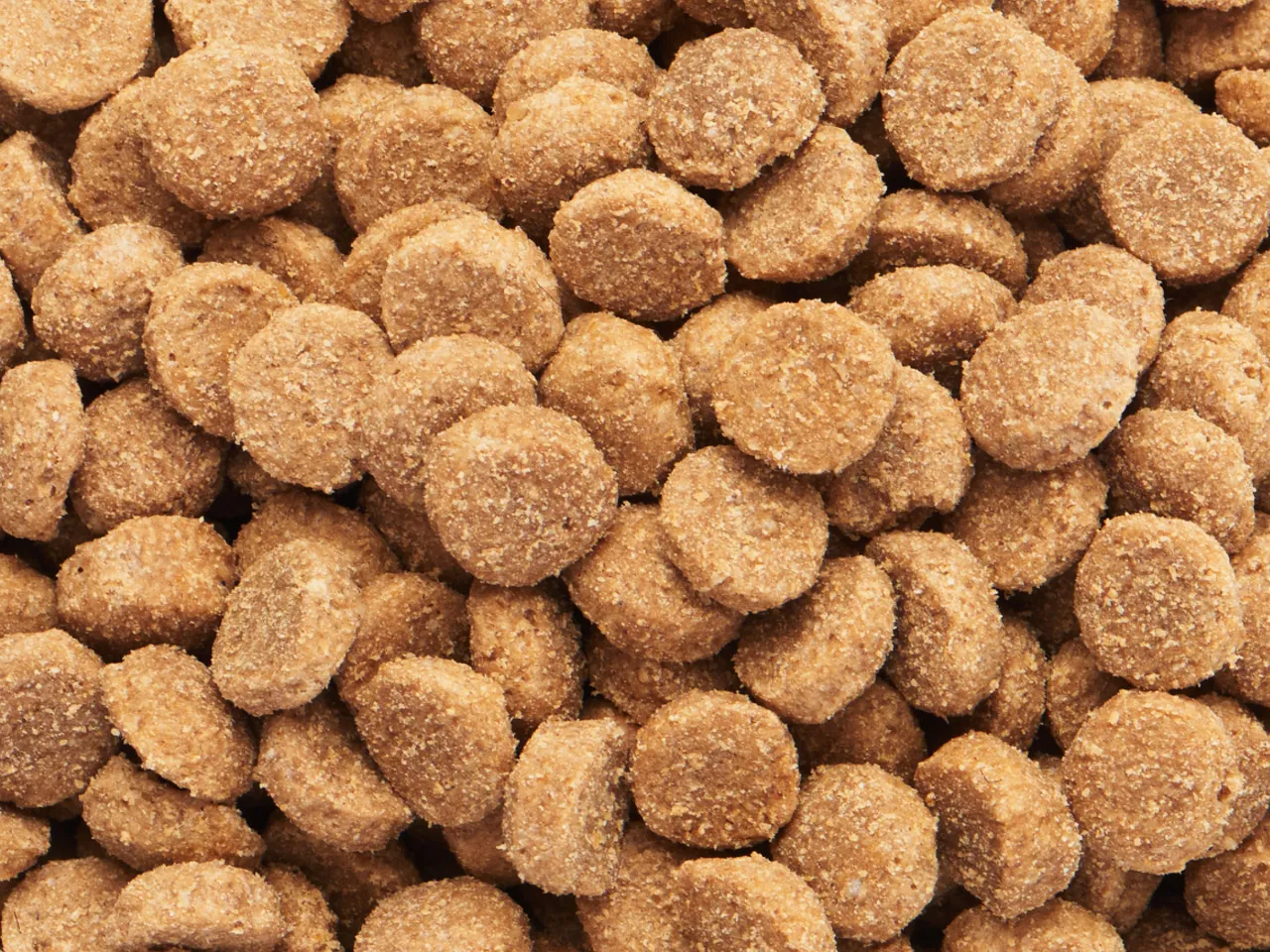 Kibble dry dog food