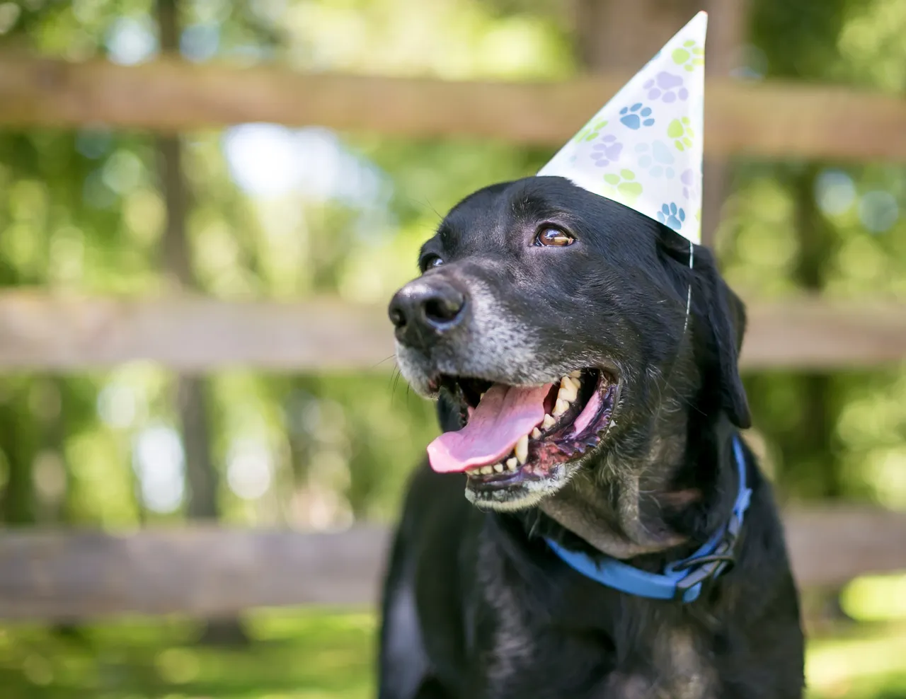 Black dog wearing a birthday hat
