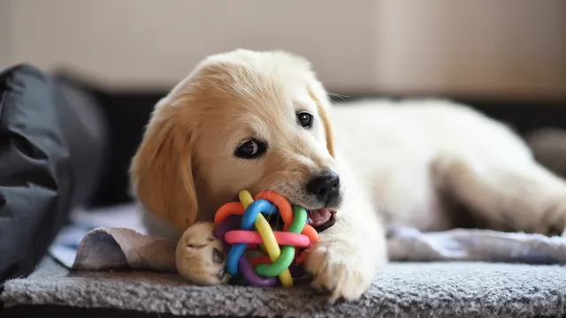 Labrador puppy chewing rainbow toy