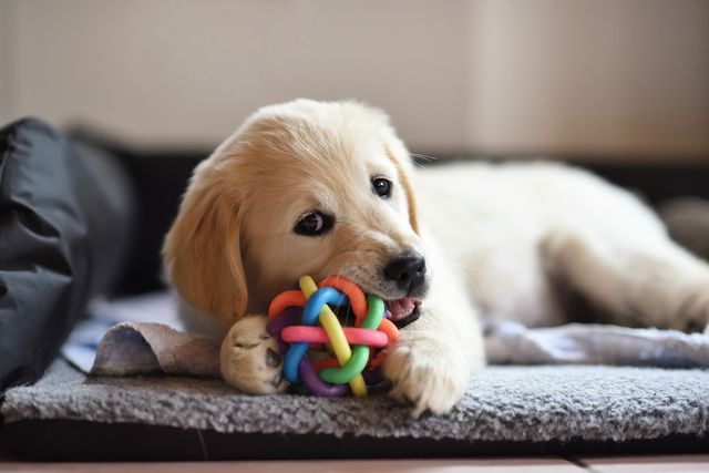 Labrador puppy chewing rainbow toy