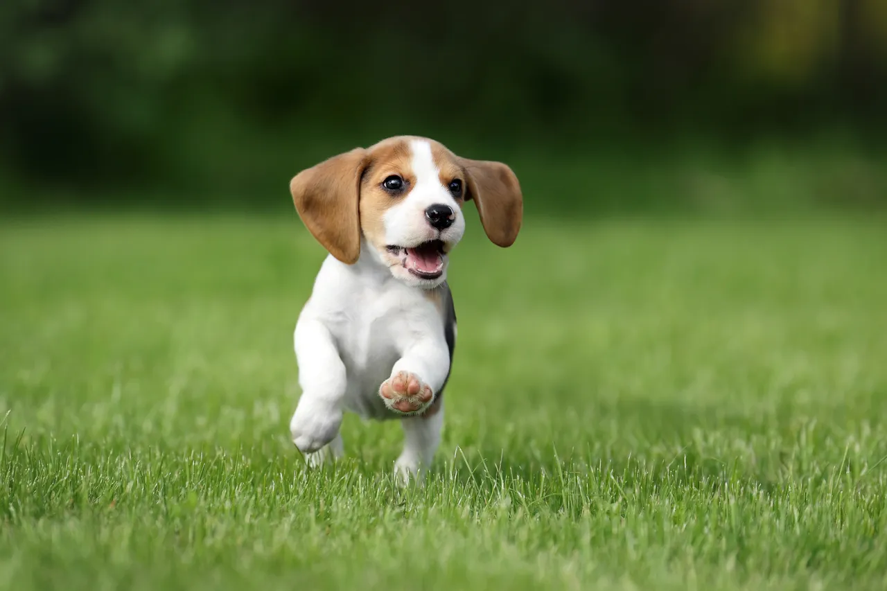 Beagle puppy running in grass