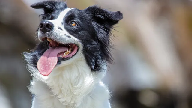Border Collie close up