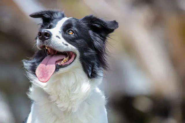 Border Collie close up
