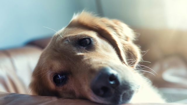 Sad dog lying on sofa