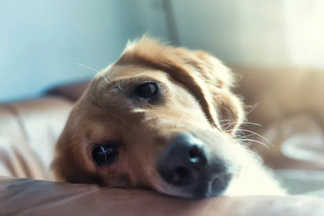 Sad dog lying on sofa