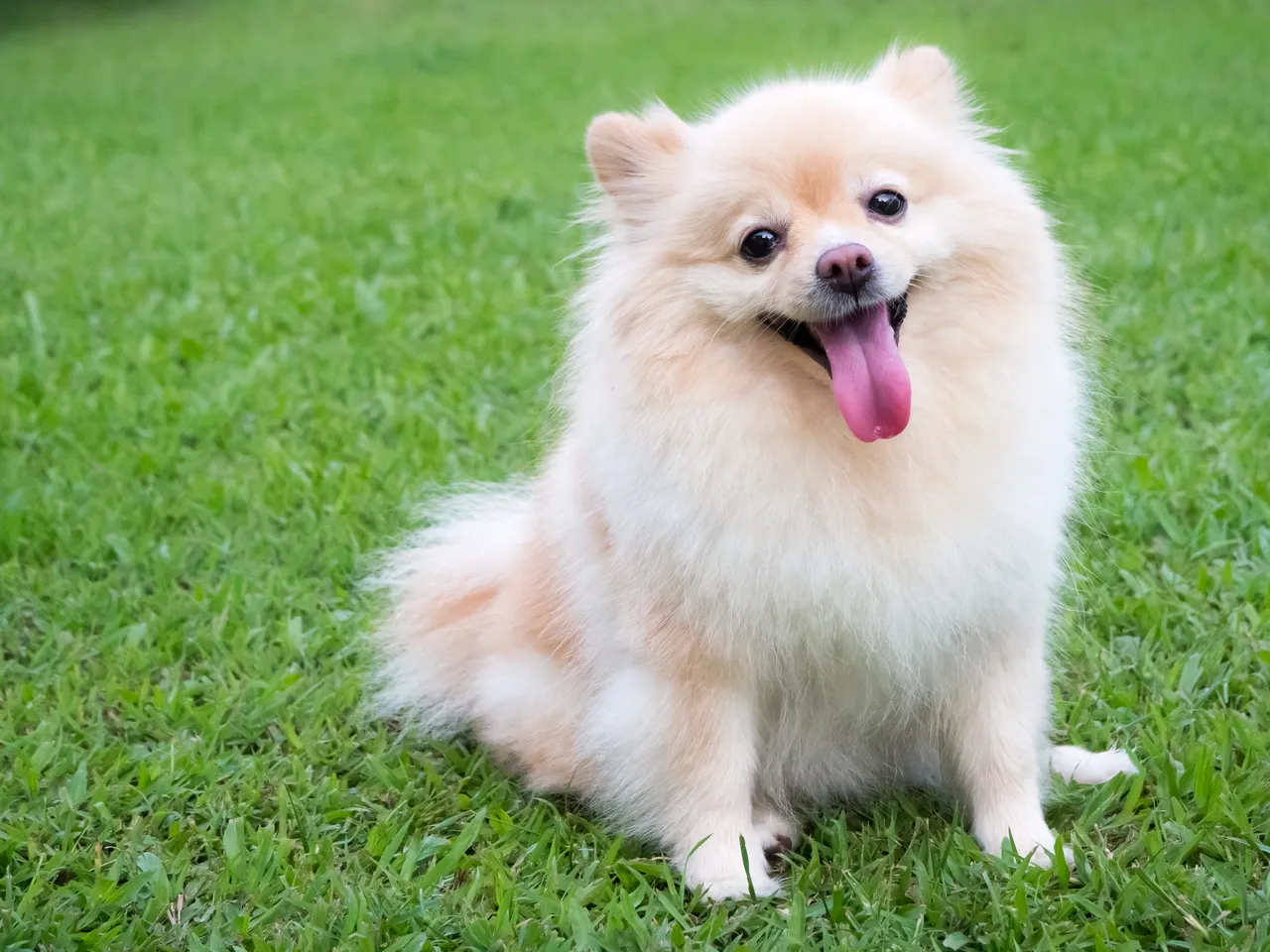 Happy Pomeranian dog