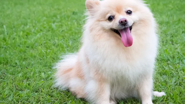 Pomeranian dog sitting on grass