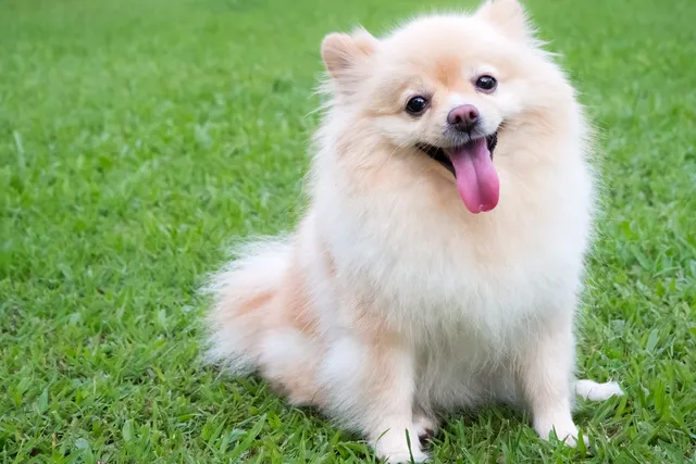 Pomeranian dog sitting on grass