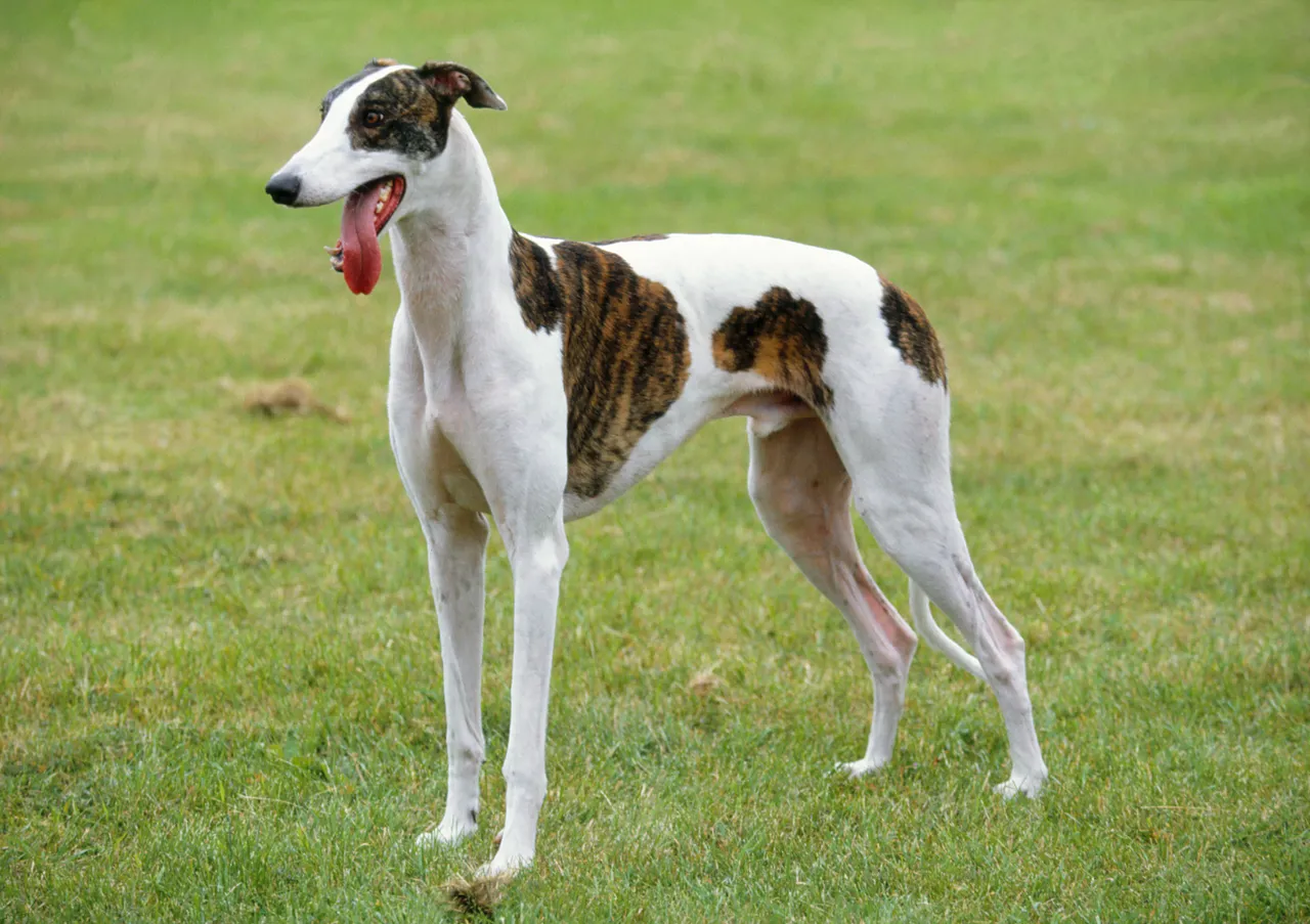 Italian Greyhound standing on grass
