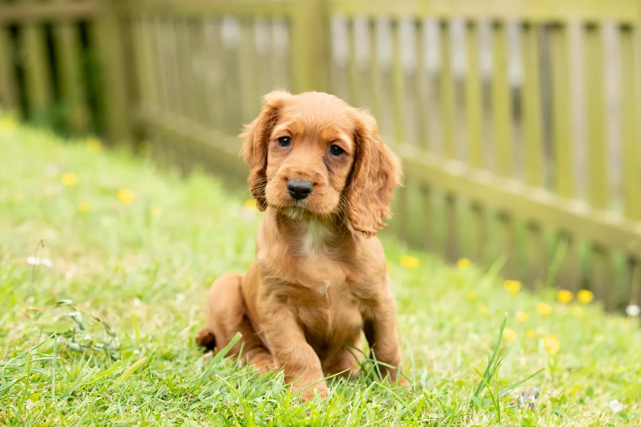 Cocker Spaniel puppy