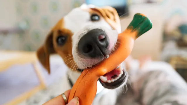 Jack Russell chewing a carrot dog toy