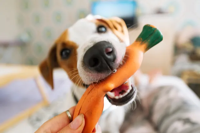 Jack Russell chewing a carrot dog toy