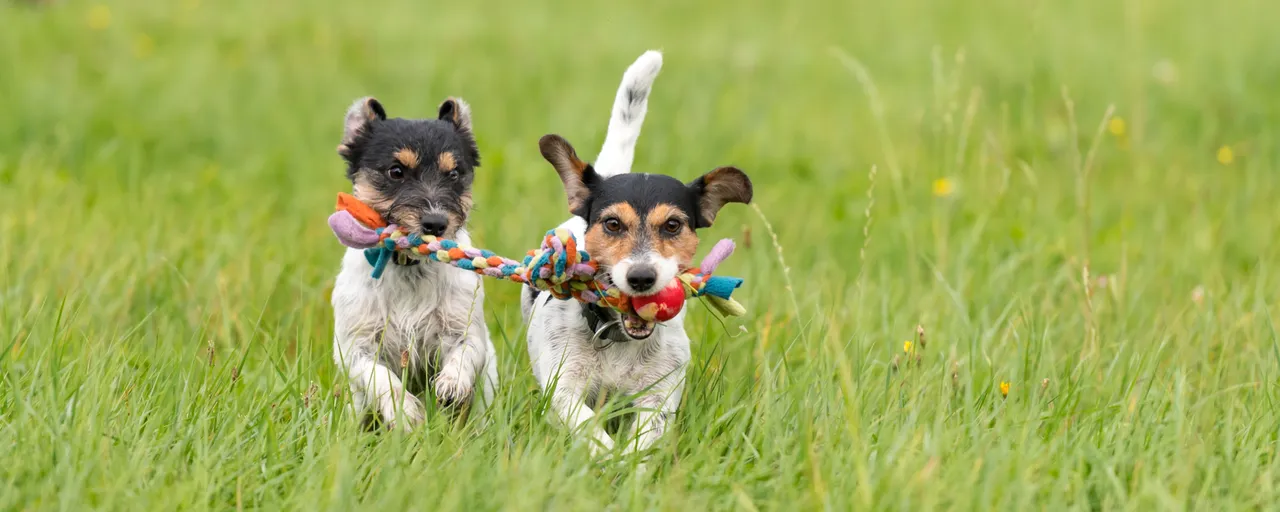 Two dogs playing with a rope toy in a field