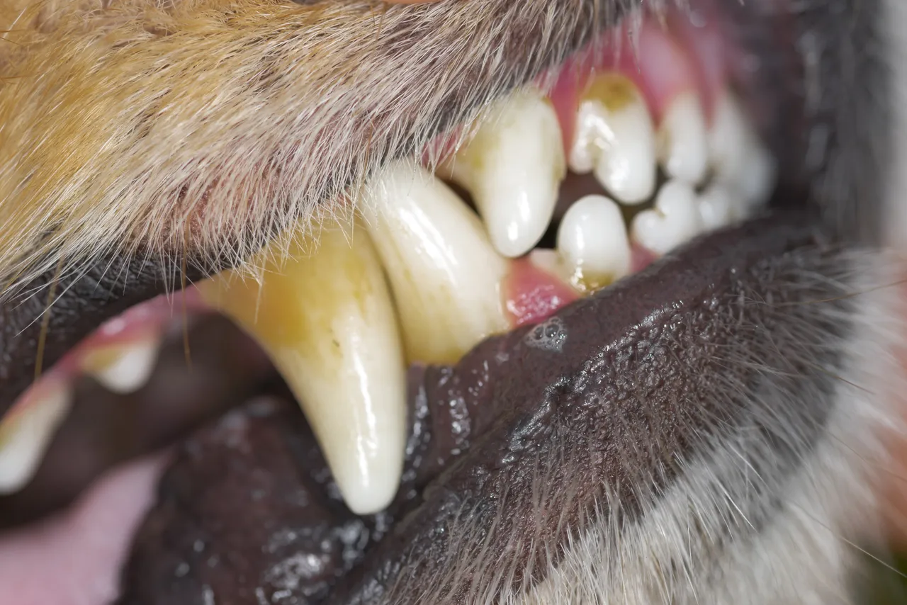 Gum disease in dogs: how to spot, treat, and prevent it (with pictures ...