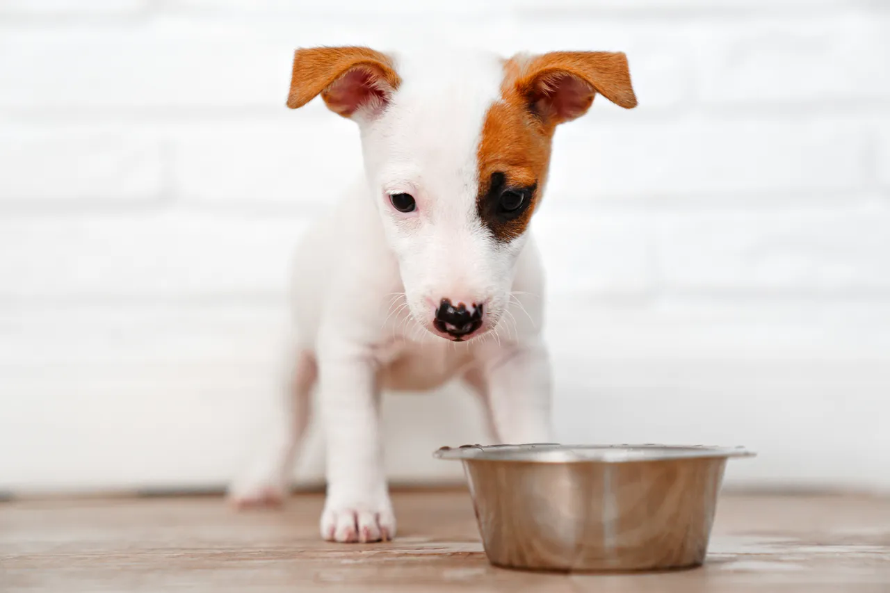 8 reasons why your dog isn’t interested in food (and how to fix it
