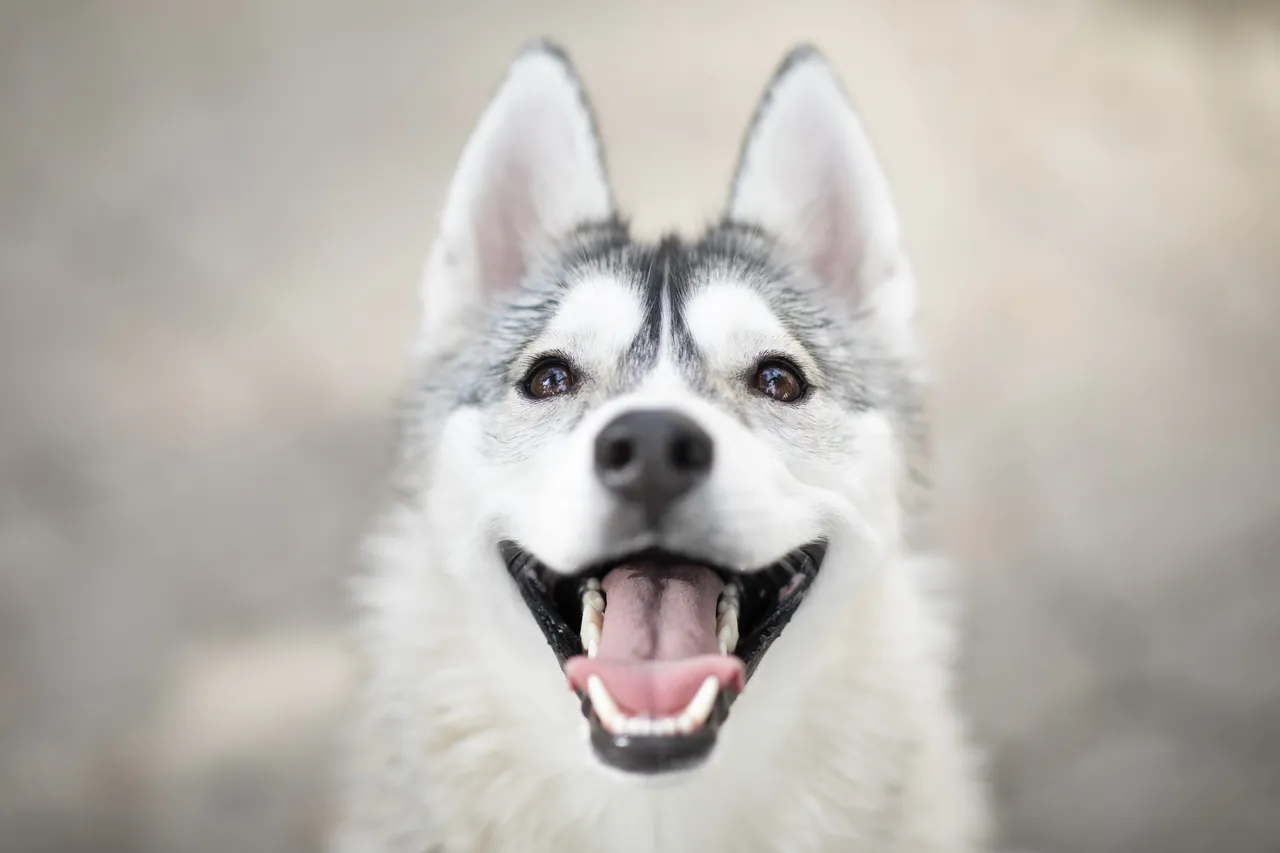 Happy Siberian Husky