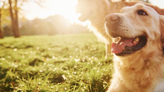 Golden Retriever dogs in park