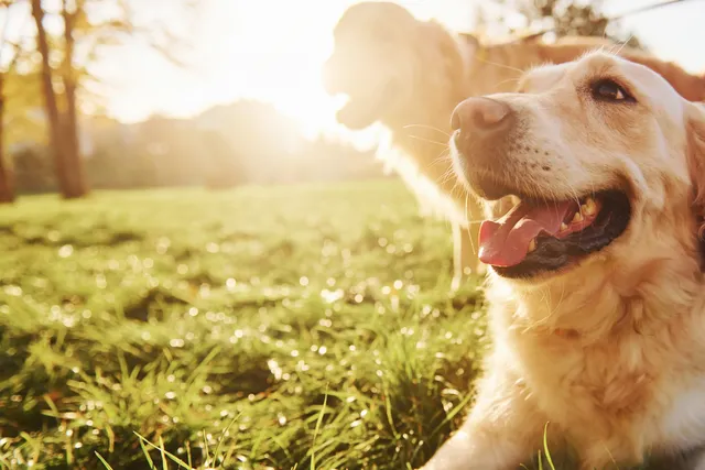 Golden Retriever dogs in park
