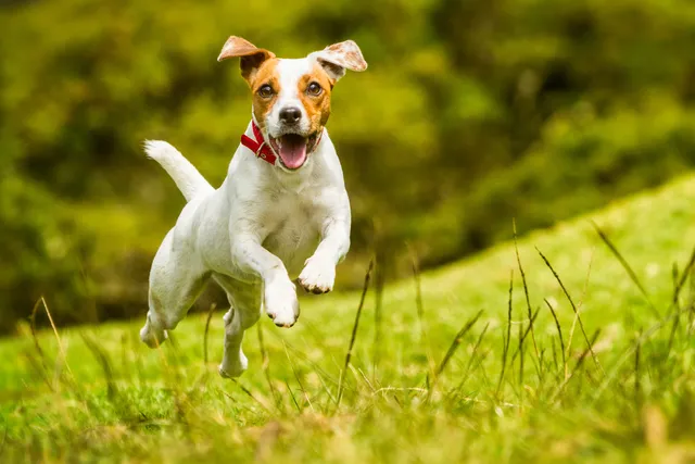Happy Jack Russell running in grass