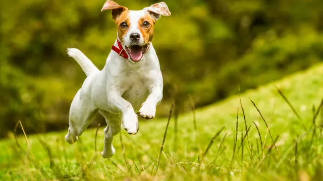 Jack Russell jumping happily in the summer sun