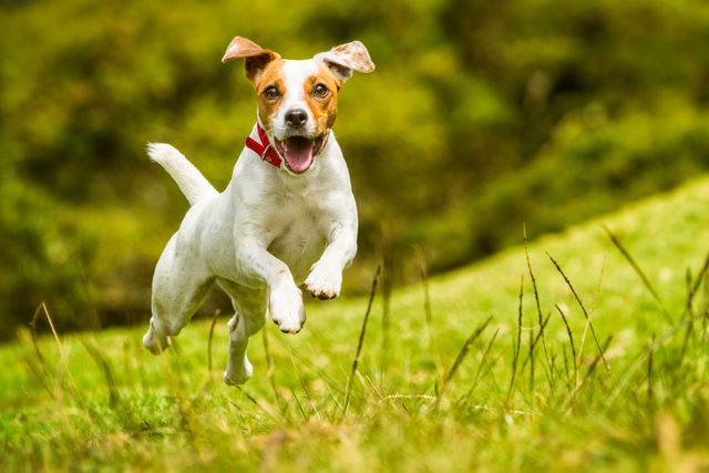 Jack Russell jumping happily in the summer sun