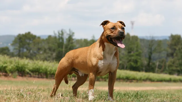 Proud American Staffy