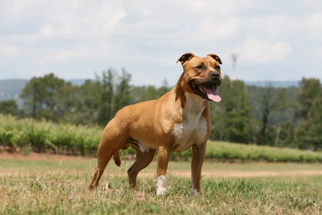 Proud American Staffy