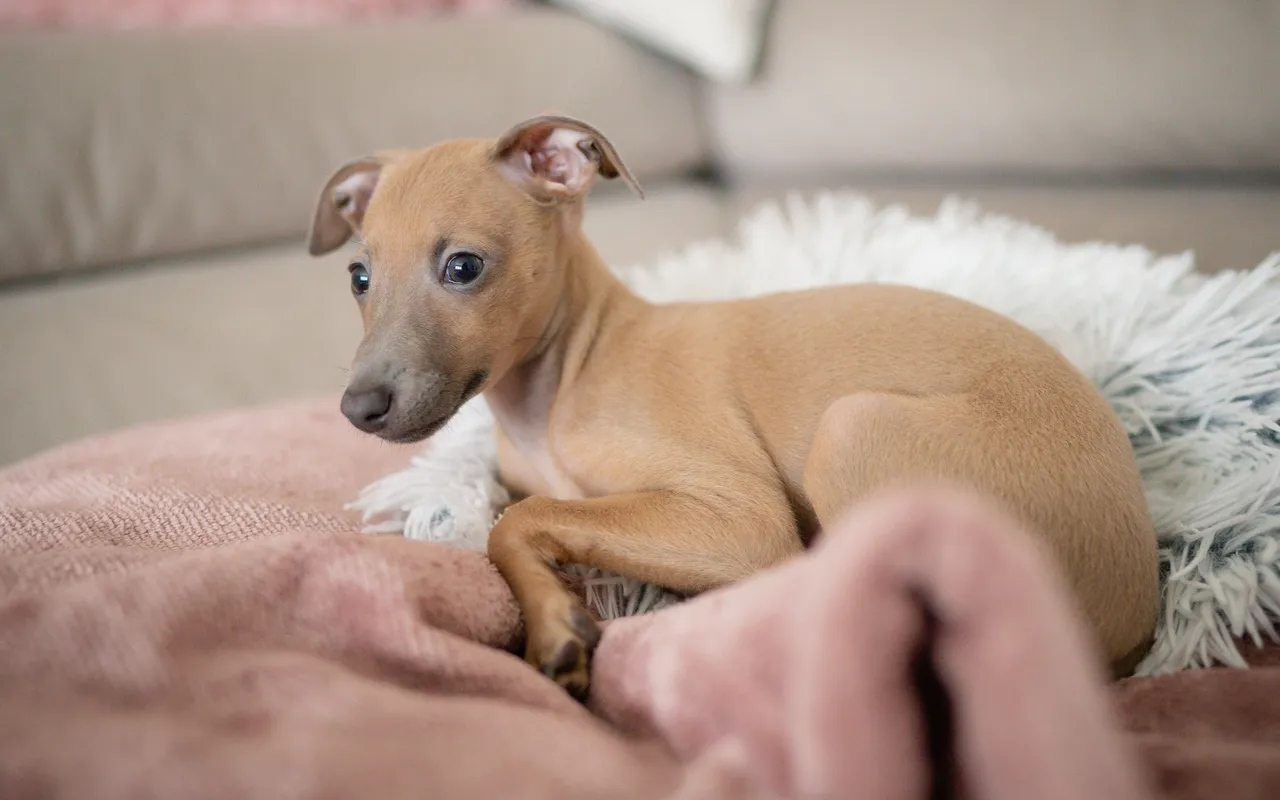 Italian Greyhound puppy lying on a blanket