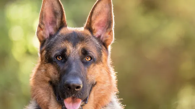 German Shepherd staring at the camera