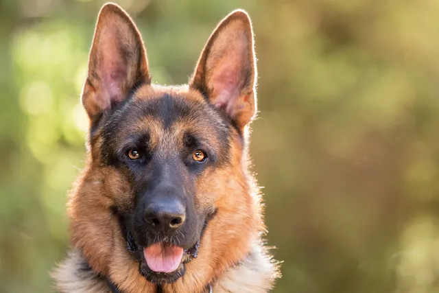 German Shepherd staring at the camera