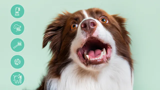 Smiling Border Collie with clean teeth