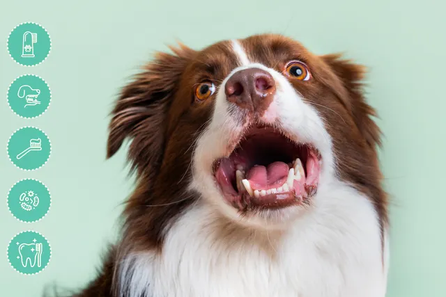 Smiling Border Collie with clean teeth