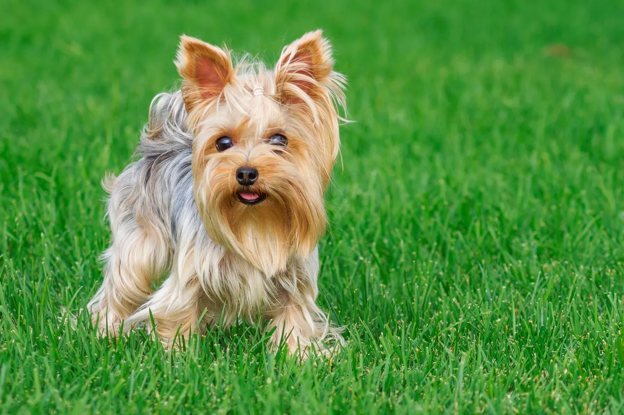 Yorkshire Terrier standing on grass
