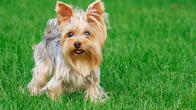 Yorkshire Terrier walking on grass