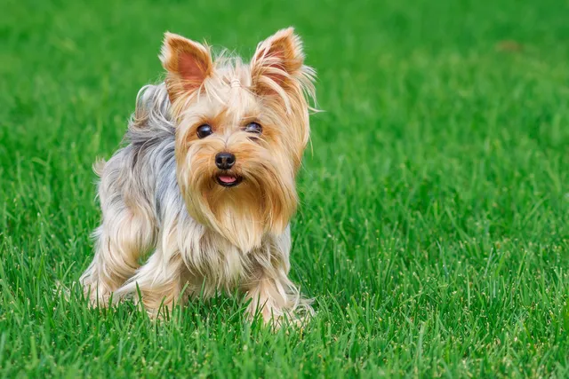 Yorkshire Terrier walking on grass